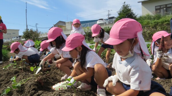 年中組　お芋ほり